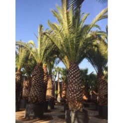 Phoenix Canariensis "Palma Delle Canarie" Pianta In Vaso 24 Cm Non Specificato 24 Cm -Negozio al dettaglio Evergreen 74828447 4