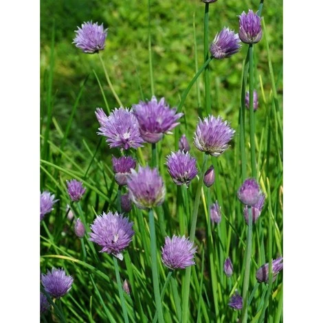 Pianta Erba Cipollina Disponibile In Vaso 7cm 14cm 18cm - Piante Aromatiche 14 1 Pianta Erba Cipollina Disponibile In Vaso 7cm 14cm 18cm - Piante Aromatiche 14