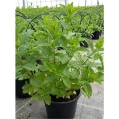 Pianta Menta Marocchana Vaso 14cm H 30-50cm - Piante Aromatiche