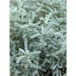 Pianta Santolina Disponibile Vaso 7cm 14cm - Piante Aromatiche 7