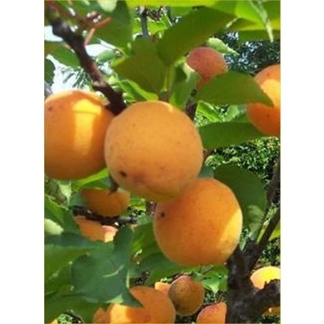 Albero Pompelmo 1 Albero Pompelmo