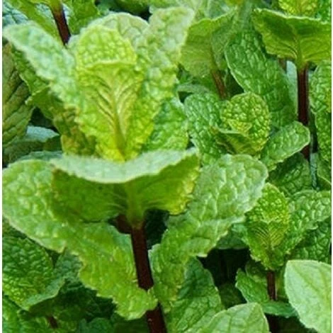 Pianta Menta Piperita Vaso 14cm H 30-50cm - Piante Aromatiche 1 Pianta Menta Piperita Vaso 14cm H 30-50cm - Piante Aromatiche