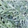Pianta Artemisia Arborescens In Vario Formato - Piante Aromatiche 14