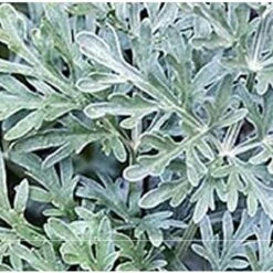 Pianta Artemisia Arborescens In Vario Formato - Piante Aromatiche 14