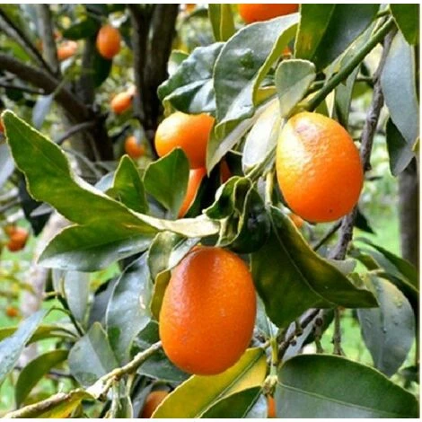 Albero Kumquat - Agrumi 1 Albero Kumquat - Agrumi