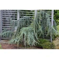 Cedro Dell'Atlante Piangente "Cedrus Atlantica Glauca Pendula" Pianta In Vaso 36 Cm H. 140/160 Cm
