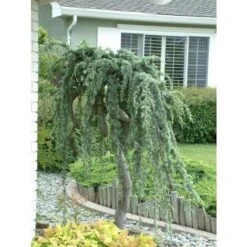 Cedro Dell'Atlante Piangente "Cedrus Atlantica Glauca Pendula" Pianta In Vaso 36 Cm H. 140/160 Cm -Negozio al dettaglio Evergreen 75232313 3