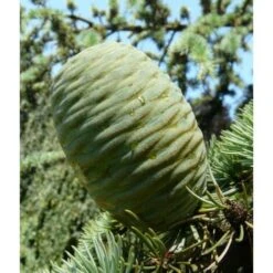 Cedro Dell'Atlante Piangente "Cedrus Atlantica Glauca Pendula" Pianta In Vaso 36 Cm H. 140/160 Cm -Negozio al dettaglio Evergreen 75232313 5