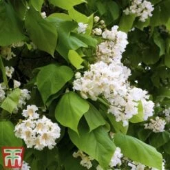 Catalpa Bungei "Albero Dei Sigari" Pianta Esemplare In Mastello 60 Cm H. 3 Mt -Negozio al dettaglio Evergreen 80391050 3