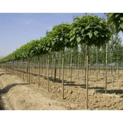Catalpa Bungei "Albero Dei Sigari" Pianta Esemplare In Mastello 60 Cm H. 3 Mt -Negozio al dettaglio Evergreen 80391050 5