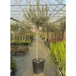 Ulivo Olivo "Olea Europea" Bellissimi Esemplari Ad Alberello Pianta In Mastello 40 Cm H. 100/120 Cm FOTO REALI