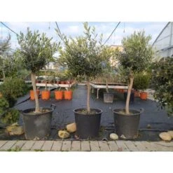 Ulivo Olivo "Olea Europea" Bellissimi Esemplari Ad Alberello Pianta In Mastello 40 Cm H. 100/120 Cm FOTO REALI -Negozio al dettaglio Evergreen 82797473 3