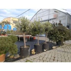 Ulivo Olivo "Olea Europea" Bellissimi Esemplari Ad Alberello Pianta In Mastello 40 Cm H. 100/120 Cm FOTO REALI -Negozio al dettaglio Evergreen 82797473 4