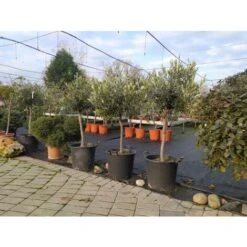 Ulivo Olivo "Olea Europea" Bellissimi Esemplari Ad Alberello Pianta In Mastello 40 Cm H. 100/120 Cm FOTO REALI -Negozio al dettaglio Evergreen 82797473 5