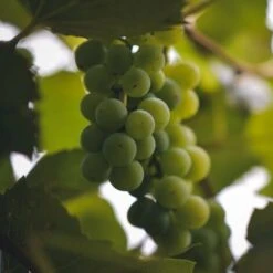 Uva Da Tavola Bianca "Luglienga"