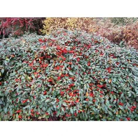 Cotognastro A Foglia Di Salice "Cotoneaster Salicifolius" Pianta In Vaso 9 Cm 1 Cotognastro A Foglia Di Salice "Cotoneaster Salicifolius" Pianta In Vaso 9 Cm