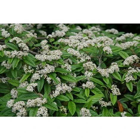 Cotognastro A Foglia Di Salice "Cotoneaster Salicifolius" Pianta In Vaso 9 Cm 2 Cotognastro A Foglia Di Salice "Cotoneaster Salicifolius" Pianta In Vaso 9 Cm - immagine 2