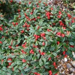 Cotognastro A Foglia Di Salice "Cotoneaster Salicifolius" Pianta In Vaso 9 Cm 7 Cotognastro A Foglia Di Salice "Cotoneaster Salicifolius" Pianta In Vaso 9 Cm -Negozio al dettaglio Evergreen 83831505 3