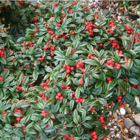 Cotognastro A Foglia Di Salice "Cotoneaster Salicifolius" Pianta In Vaso 9 Cm 3 Cotognastro A Foglia Di Salice "Cotoneaster Salicifolius" Pianta In Vaso 9 Cm - immagine 3