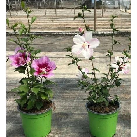 Pianta Ibisco Siriaco In Vaso 18cm - Piante Fiorite 1 Pianta Ibisco Siriaco In Vaso 18cm - Piante Fiorite