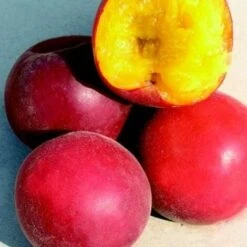 Biricoccolo - Susincocco Albero Da Frutto Intermedio Tra Susino Ed Albicocco -Negozio al dettaglio Evergreen 87881265 4