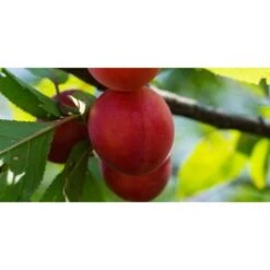 Biricoccolo - Susincocco Albero Da Frutto Intermedio Tra Susino Ed Albicocco -Negozio al dettaglio Evergreen 87881265 5