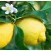 Albero Limone Sircusano - Agrumi