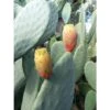 FICO D'INDIA -vaso 14cm- FICHI D'INDIA PIANTA Opuntia Ficus-indica