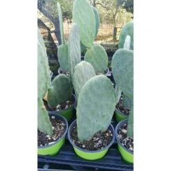 FICO D'INDIA -vaso 14cm- FICHI D'INDIA PIANTA Opuntia Ficus-indica -Negozio al dettaglio Evergreen 88504802 3