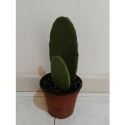FICO D'INDIA -vaso 14cm- FICHI D'INDIA PIANTA Opuntia Ficus-indica -Negozio al dettaglio Evergreen 88504802 4