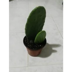 FICO D'INDIA -vaso 14cm- FICHI D'INDIA PIANTA Opuntia Ficus-indica -Negozio al dettaglio Evergreen 88504802 5