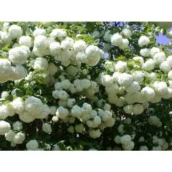 Viburno Palla Di Neve "Viburnum Opulus" Pianta In Vaso 18 Cm -Negozio al dettaglio Evergreen 88510101 3