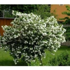 Viburno Palla Di Neve "Viburnum Opulus" Pianta In Vaso 18 Cm -Negozio al dettaglio Evergreen 88510101 4