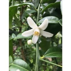 Yuzu "Citrus Junos" Pianta Di Agrumi Giapponese In Vaso 20 Cm -Negozio al dettaglio Evergreen 88923936 4