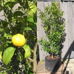 Yuzu "Citrus Junos" Pianta Di Agrumi Giapponese In Vaso 20 Cm -Negozio al dettaglio Evergreen 88923936 5