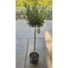Ulivo Olivo "Olea Europea" Pianta Ad Alberello In Vaso 22 Cm H. 70/80 Cm FOTO REALI