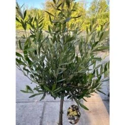 Ulivo Olivo "Olea Europea" Pianta Ad Alberello In Vaso 22 Cm H. 70/80 Cm FOTO REALI -Negozio al dettaglio Evergreen 90892637 3