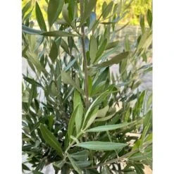 Ulivo Olivo "Olea Europea" Pianta Ad Alberello In Vaso 22 Cm H. 70/80 Cm FOTO REALI -Negozio al dettaglio Evergreen 90892637 4