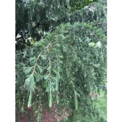 Cedro Dell'Himalaya Piangente "Cedrus Deodara Pendula" Pianta In Vaso 13 Cm -Negozio al dettaglio Evergreen 91409618 3