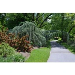 Cedro Dell'Himalaya Piangente "Cedrus Deodara Pendula" Pianta In Vaso 13 Cm -Negozio al dettaglio Evergreen 91409618 4