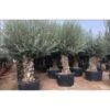 Ulivo Olivo "Olea Europea" Bonsai In Mastello Da 285 Lt Cfr. Tronco 120/140 Cm FOTO REALI