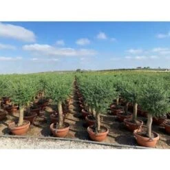 Ulivo Olivo "Olea Europea" Bonsai In Ciotola Da 42 Lt FOTO REALI