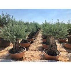 Ulivo Olivo "Olea Europea" Bonsai In Ciotola Da 160 Lt Cfr. Tronco 100/140 Cm FOTO REALI