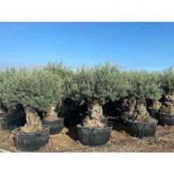 Ulivo Olivo "Olea Europea" Bonsai In Mastello Da 500 Lt Cfr. Tronco 120/160 Cm FOTO REALI