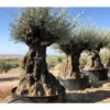 Ulivo Olivo "Olea Europea" Bonsai In Mastello Da Coltivazione Cfr. Tronco 140/160 Cm FOTO REALI