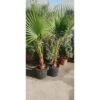 PIANTA DI WASCHINGTONIA ROBUSTA PALMA V.28 Cm ALTEZZA 120/140 CM (foto Reali)
