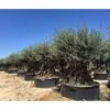 Ulivo Olivo "Olea Europea" Bonsai In Mastello Da Coltivazione Cfr. Tronco 200/250 Cm FOTO REALI