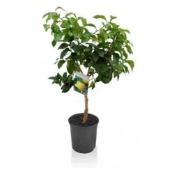 Pompelmo Rosa "Citrus Paradisi" Pianta Di Agrumi Di Sicilia In Vaso 20 Cm