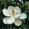 Magnolia Grandiflora "Little Gem" Pianta In Vaso 19 Cm H. 50/60 Cm