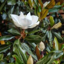 Magnolia Grandiflora "Little Gem" Pianta In Vaso 19 Cm H. 50/60 Cm -Negozio al dettaglio Evergreen 92750232 4